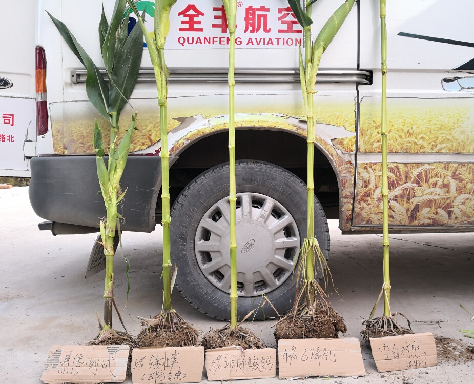 不同用药试验结果对比